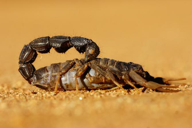 Chistes de alacranes